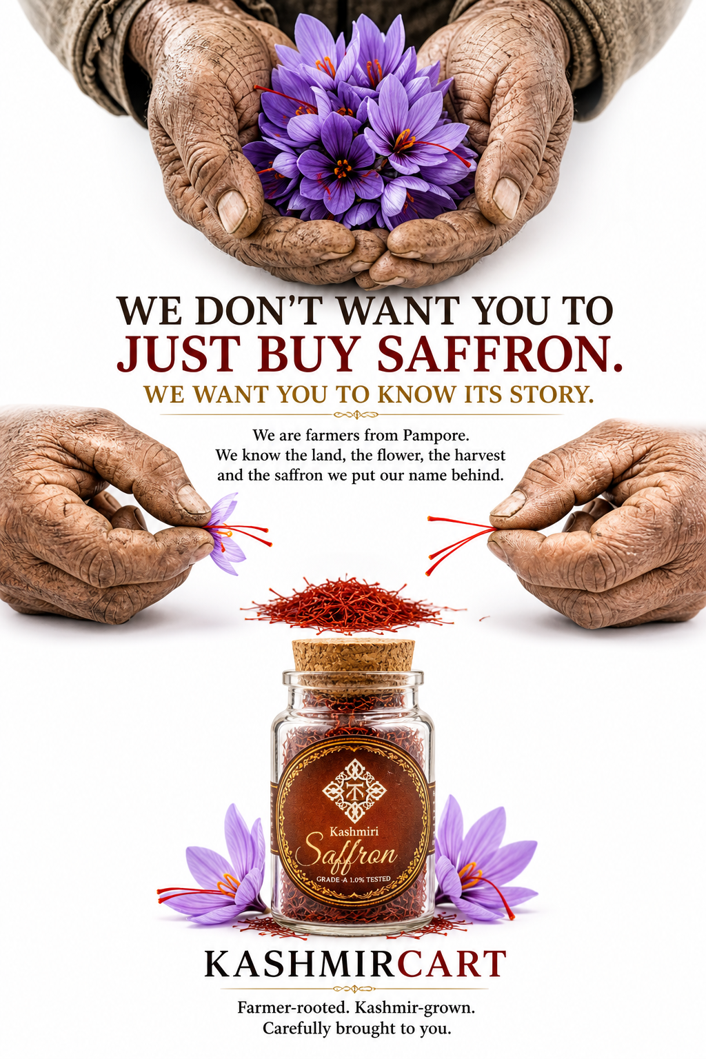 Saffron harvesting Saffron harvesting https://kashmircart.in/product/kashmiri-saffron-premium/