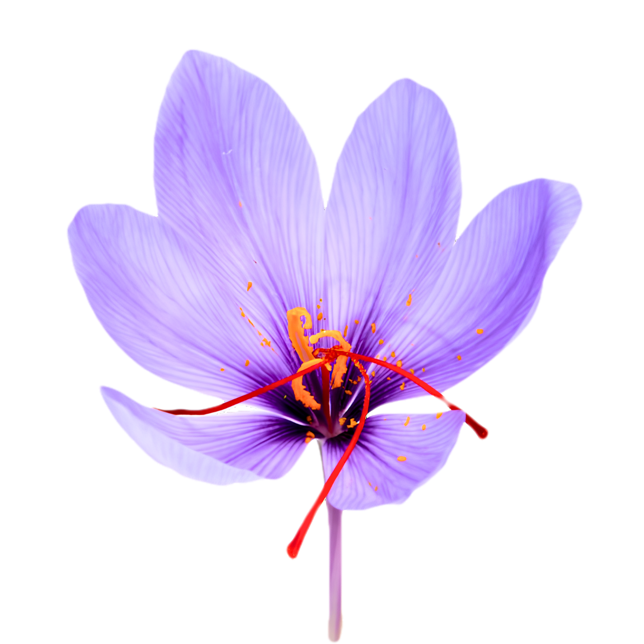 Kashmiri Saffron