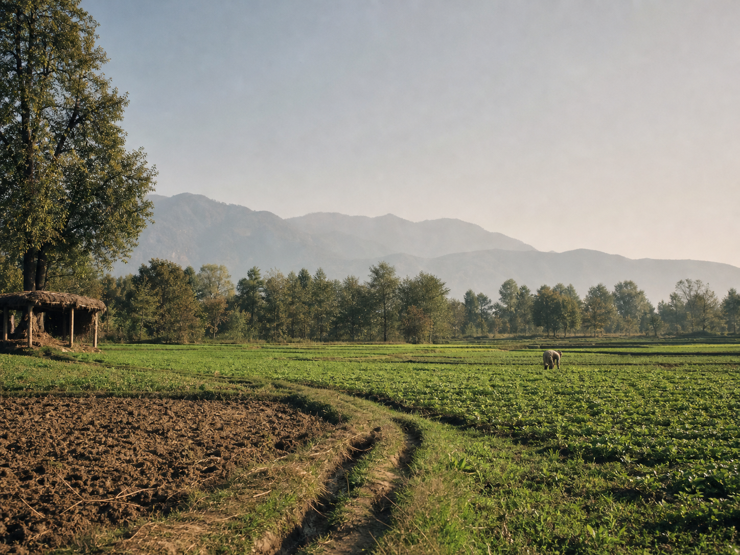 Agricultural landscape of Kashmir