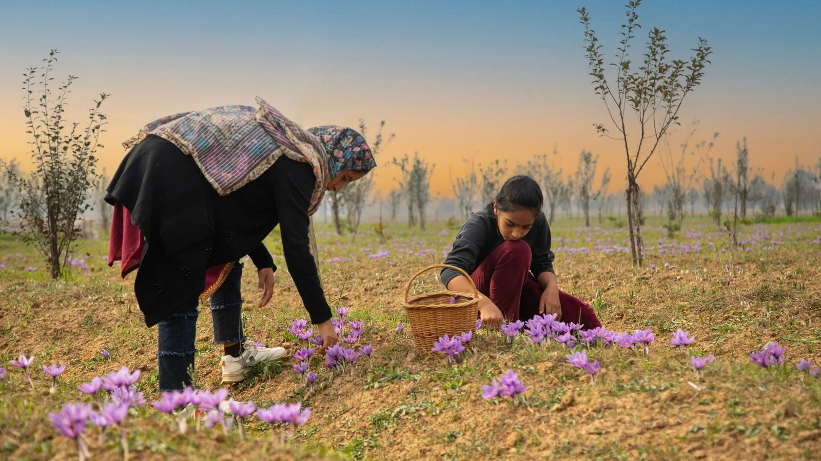 KASHMIRCART saffron harvesting process